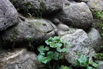 The castle wall at the back