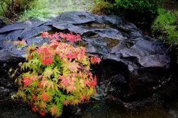 <p>The colored maple leaves are a delicate contrast to the dark, rough surface of the rock</p>