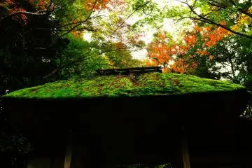 <p>Mossy thatched roof merges into the woods</p>