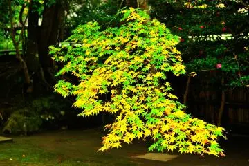 <p>Maple leaves in 'Byakusadan-Terrace of White Sand' in front of the main gate</p>