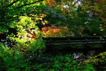 <p>Main temple gate in deep woods...it truly looks like a rustic old temple off the beaten track</p>