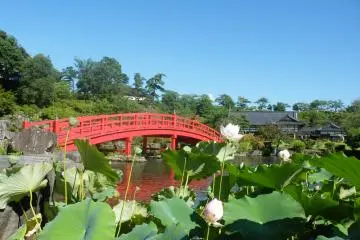 <p>Ce magnifique pont rouge vous permet d'admirer les carpes koi lorsqu'elles nagent paisiblement dans l'eau</p>
