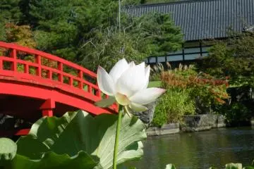 <p>Nous avons eu la chance de venir lors de la floraison des lotus. Les fleurs ajoutaient une touche d'exub&eacute;rance &agrave; l'&eacute;tang</p>