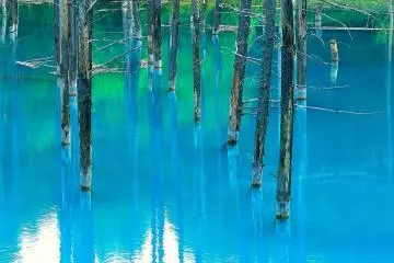 <p>Silver snags silhouetted on a blue water surface...quite unique picture only to be seen here</p>