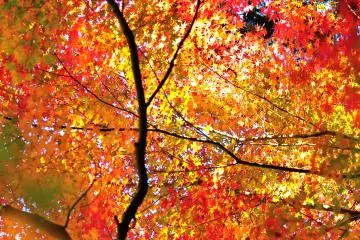 <p>Endless tunnel of autumn leaves...what an impressive sight!</p>
