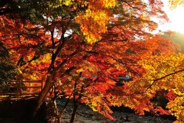 <p>Korankei is famous for its mystic night-time illumination as well</p>