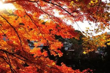 <p>I love the color of leaves best when they are shining with the setting sun</p>