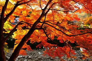<p>No words can describe the brilliance of these maple leaves</p>