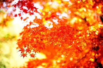 <p>Yellow with vermilion piping...how vivid!</p>
