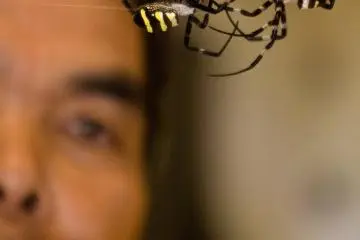 Fighting spiders (Photo: <a href="https://www.shutterstock.com/ja/image-photo/kajikikagoshima-japan-june-15-referee-watches-53172469?irclickid=Rc%3Ax0LQjbxyLUeIwUx0Mo3QsUkG1ae08ZRwrVU0&irgwc=1&utm_medium=Affiliate&utm_campaign=TinEye&utm_source=77643&utm_term=&c3ch=Affiliate&c3nid=IR-77643" target="_blank" rel="noreferrer noopener nofollow">wdeon</a> / Shutterstock.com)