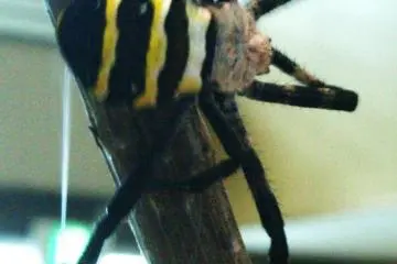 Not so Itsy-Bitsy