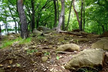 <p>Large rocks are embedded in the earth under the trees</p>