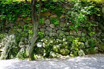 <p>Beautiful stone wall with moss and ivy</p>