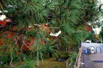 <p>Fortune paper tied to a pine tree - perhaps from nearby Yasaka Shrine</p>