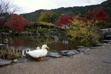 <p>A pair of white ducks live in the pond</p>