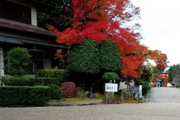 <p>The red leaves echo the red torii</p>