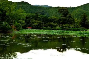 <p>Pohon teratai menyelimuti sebagian wilayah telaga</p>