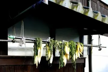 <p>Daikon roots drying on a clothes rail</p>