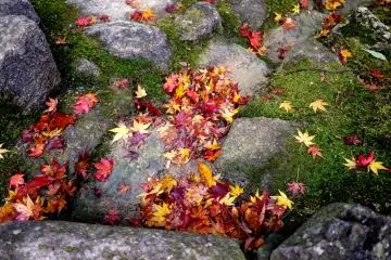 <p>단풍잎, 이끼 그리고 돌</p>