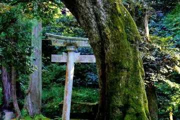 <p>Stone torii behind a moss covered tree trunk</p>