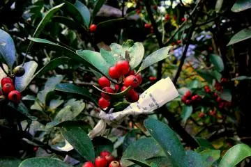 <p>Fortune paper tied to a sprig of red berries</p>