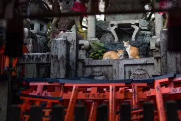 <p>A couple of ginger and white cats rest by the feet of Fushimi Inari's stone foxes</p>