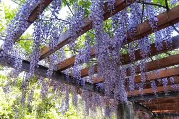<p>beautiful wisteria at Kiyosumi Garden at the end of my tour.</p>