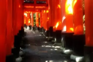 <p>붉은 주황색 도리이 길</p>