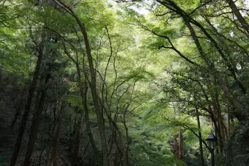 <p>ร่มไม้เขียวระหว่างทาง</p>