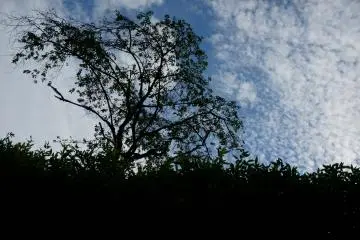 <p>วิวต้นไม้ตัดกับฟ้าใส</p>