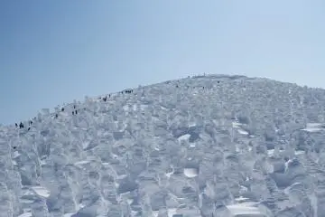 Visitors looking like ants amongst the huge trees (Photo: Ice Monsters (1 of 1).jpg)