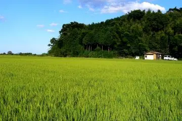 <p>Hills rising from the rice fields</p>