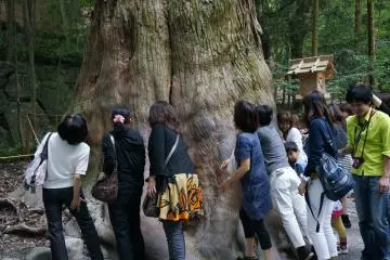 <p>ขอพลังจากไม้ใหญ่</p>