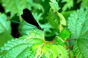 <p>Black winged dragonfly with a metallic green body</p>