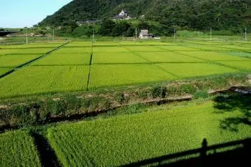 <p>A patchwork of rice fields</p>
