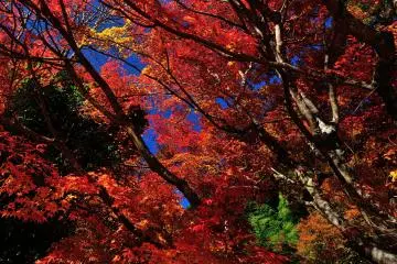 <p>Red, blue, vermilion, yellow, green...these primary colors create a beautiful picture with high, strong contrast</p>