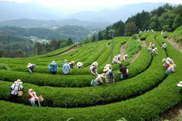 Tea harvest