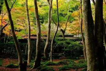 <p>Maple leaves turning pale yellow, and deep-green moss in the ground</p>