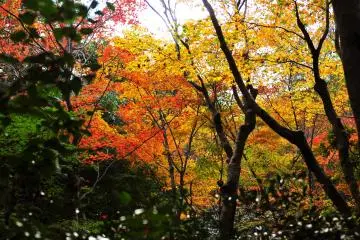<p>Yellow and vermilion maple leaves cover the entrance of the nunnery</p>