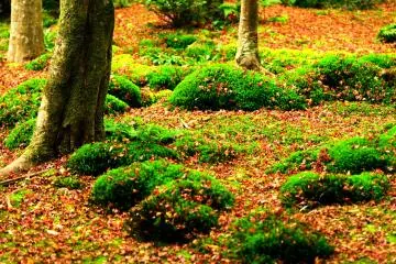<p>The temple is surrounded by green moss, colorful maple leaves, and a bamboo grove. Whenever I visit here I feel as though I become purified</p>