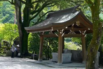 <p>Tall, ancient trees beside the water basin</p>