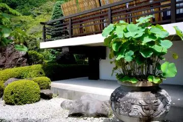 <p>Lotus growing in a pot</p>