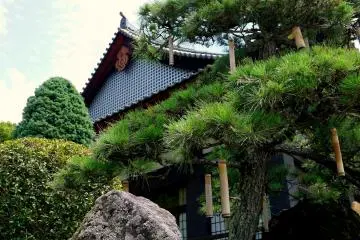 <p>Lengths of bamboo like Christmas decorations on this pine tree</p>