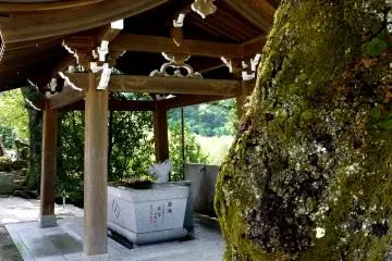 <p>There are many cherry trees and some of them appear very old</p>