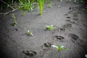 Do not go where the path may lead, go instead where there is no path and leave a trail. -- Ralph Waldo Emerson