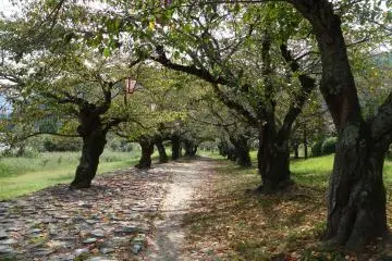 <p>ทางเดินร่มรื่น ตอนซากุระบานสวยสุดๆ</p>
