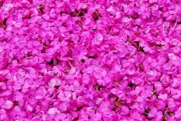 <p>ดอกชิบะซะกุระ หรือดอกฟล็อก (phlox) ที่ฟูจิโกะโคะ หรือพื้นที่ทะเลสาปทั้งห้าของฟูจิ (the Fuji Five Lake)</p>
