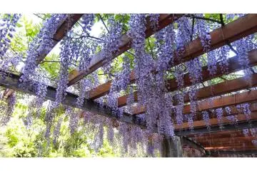 <p>ดอกวิสทีเรียที่สวนคิโยะสุมิ กลางกรุงโตเกียว</p>