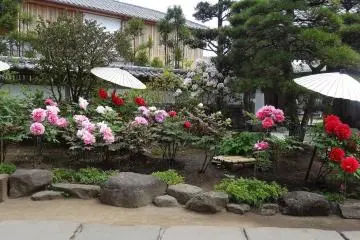 <p>ดอกไม้พิเศษของเดือนพฤษภาคมอีกชนิดหนึ่งคือ ดอกโบตั๋น (Peony) ที่หากคุณได้มาชมแล้ว คุณจะเห็นด้วยกับบทกวีไฮกุ ของ กิอิซึต (Kiitsu)</p>
