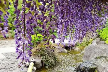 <p>ม่านวิสทีเรียแสนหอมของวัดฮะเซะ-เดะระ (Hase-dera) ที่คามาคุระ</p>